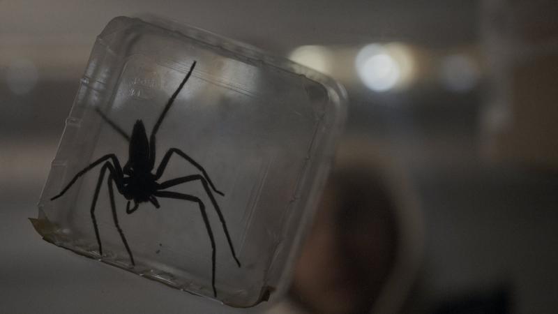 Atrapados con una plaga de arañas de veneno mortal